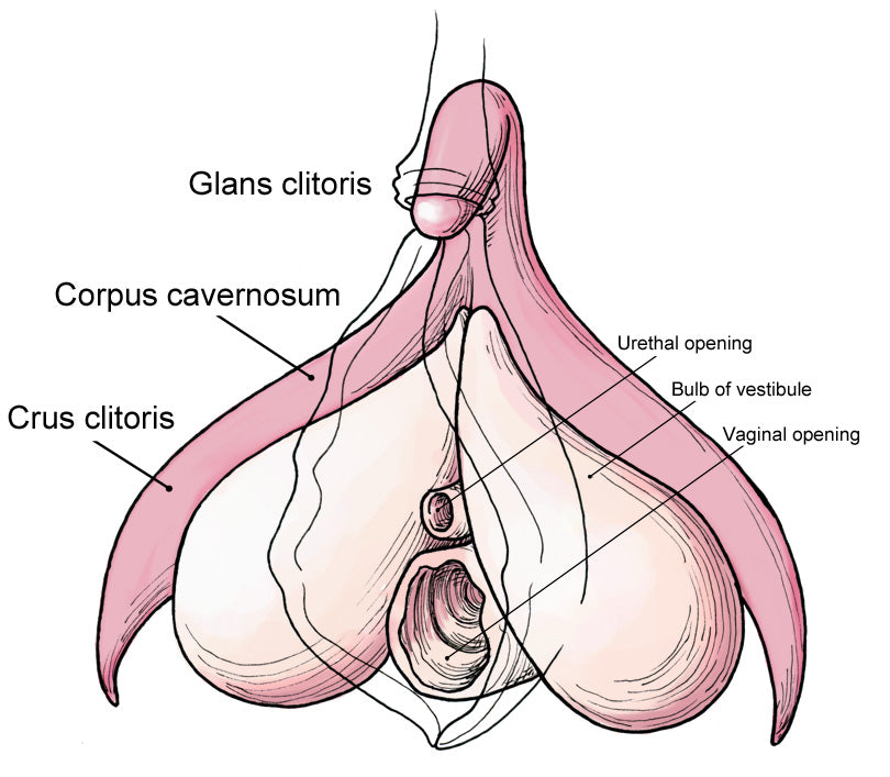 Well Hello Clitoris